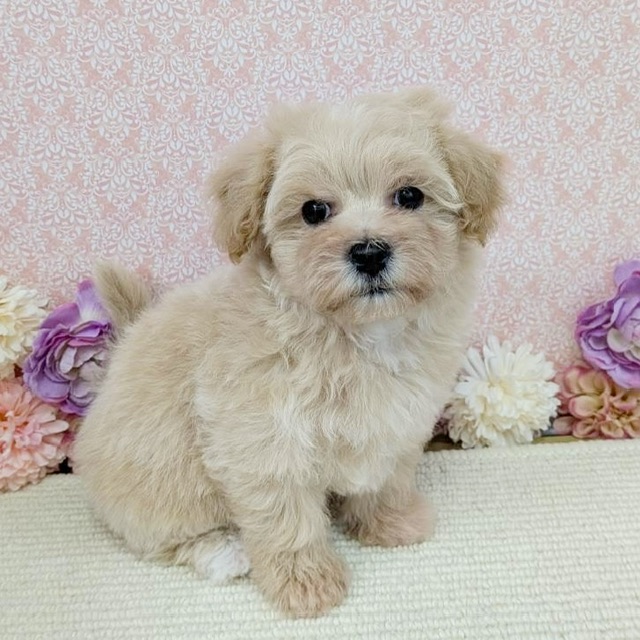 千葉県のハーフ犬・ミックス犬 (かねだい四街道店/2025年12月20日生まれ/男の子/アプリコット)の子犬の1枚目の画像