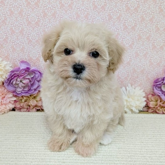 千葉県のハーフ犬・ミックス犬 (かねだい四街道店/2025年12月20日生まれ/男の子/アプリコット)の子犬の2枚目の画像