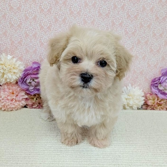 千葉県のハーフ犬・ミックス犬 (かねだい四街道店/2025年12月20日生まれ/男の子/アプリコット)の子犬の3枚目の画像