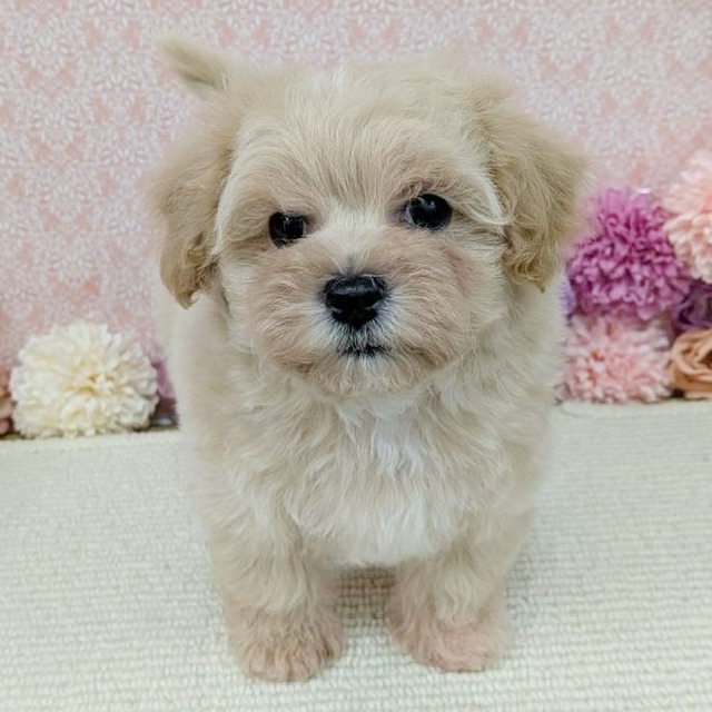 千葉県のハーフ犬・ミックス犬 (かねだい四街道店/2025年12月20日生まれ/男の子/アプリコット)の子犬の4枚目の画像