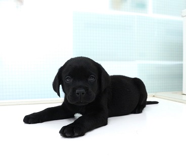 神奈川県のラブラドールレトリーバー (かねだい伊勢原店/2025年12月14日生まれ/女の子/ブラック)の子犬