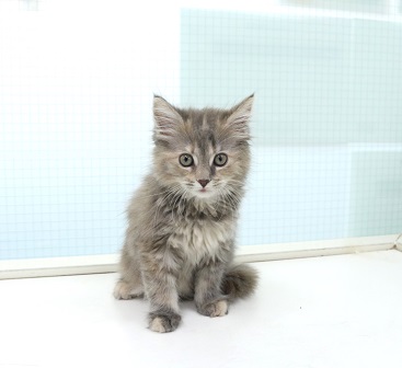 神奈川県のメインクーン (かねだい伊勢原店/2025年12月7日生まれ/女の子/ブルーパッチドタビー)の子猫