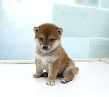 神奈川県の豆柴 (かねだい伊勢原店/2025年12月14日生まれ/男の子/赤)の子犬