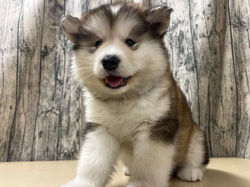 埼玉県のアラスカンマラミュート (かねだいアクアパーク店/2025年12月16日生まれ/女の子/セーブルホワイト)の子犬