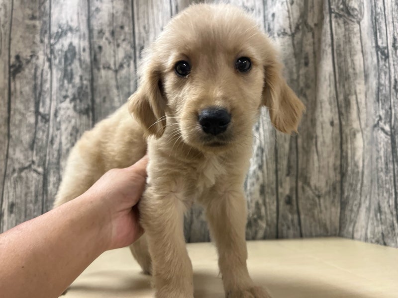 埼玉県のゴールデンレトリバー (かねだいアクアパーク店/2025年12月10日生まれ/男の子/ゴールデン)の子犬