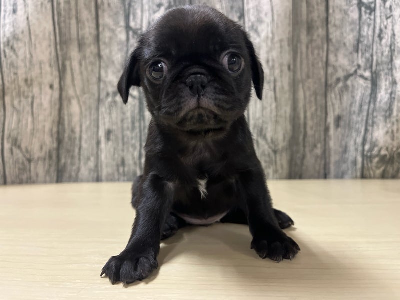 埼玉県のパグ (かねだいアクアパーク店/2025年12月16日生まれ/女の子/ブラック)の子犬