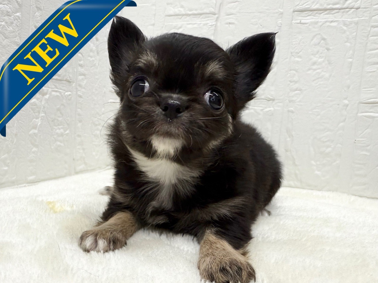 東京都のチワワ(ロング) (かねだい青梅店/2025年12月16日生まれ/女の子/ブラックタンホワイト)の子犬の1枚目の画像