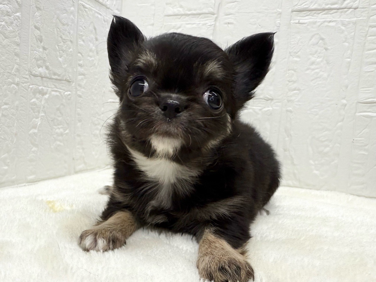 東京都のチワワ(ロング) (かねだい青梅店/2025年12月16日生まれ/女の子/ブラックタンホワイト)の子犬の2枚目の画像