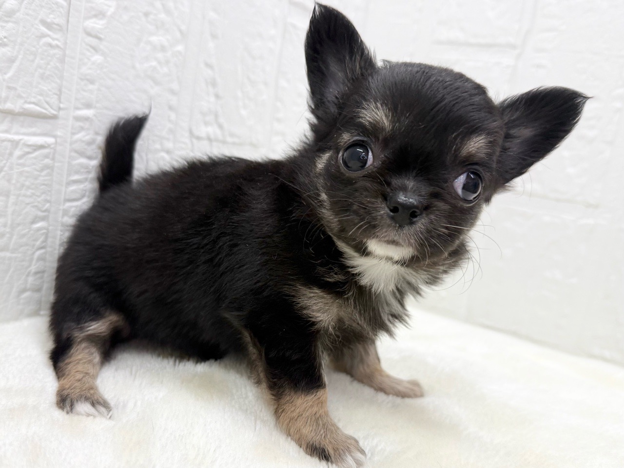 東京都のチワワ(ロング) (かねだい青梅店/2025年12月16日生まれ/女の子/ブラックタンホワイト)の子犬の3枚目の画像
