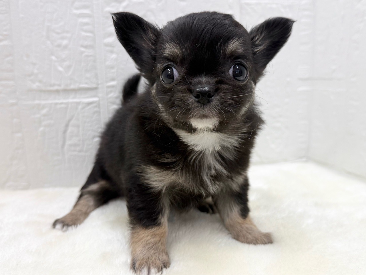 東京都のチワワ(ロング) (かねだい青梅店/2025年12月16日生まれ/女の子/ブラックタンホワイト)の子犬の4枚目の画像