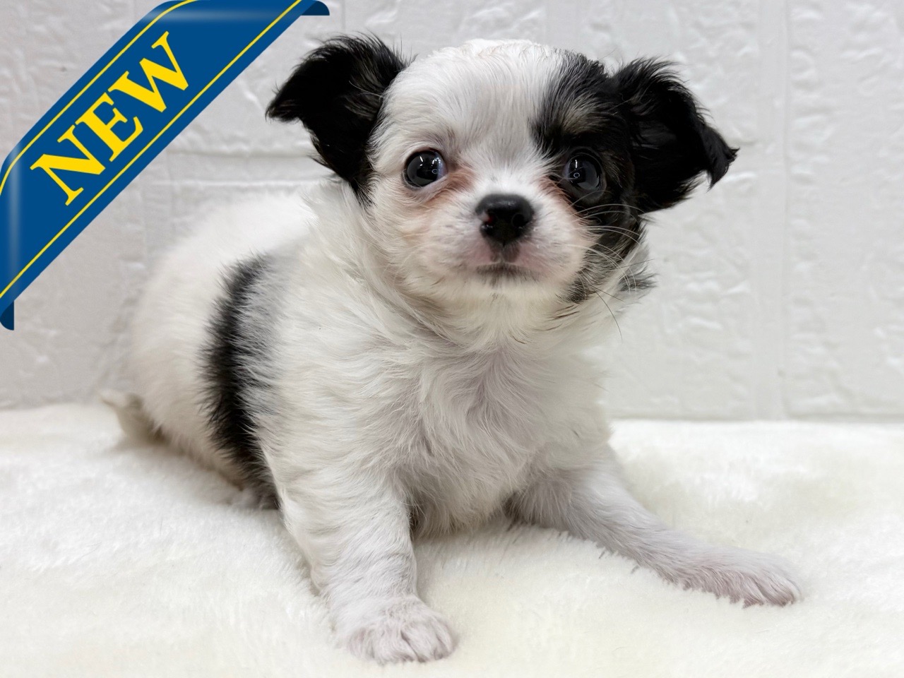 東京都のチワワ(ロング) (かねだい青梅店/2025年12月16日生まれ/男の子/ホワイトブラックタン)の子犬の1枚目の画像