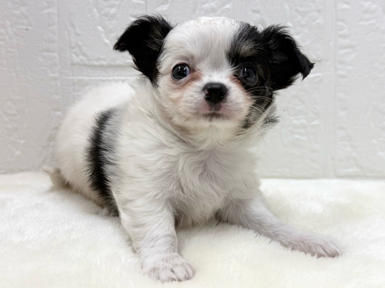 東京都のチワワ(ロング) (かねだい青梅店/2025年12月16日生まれ/男の子/ホワイトブラックタン)の子犬の2枚目の画像