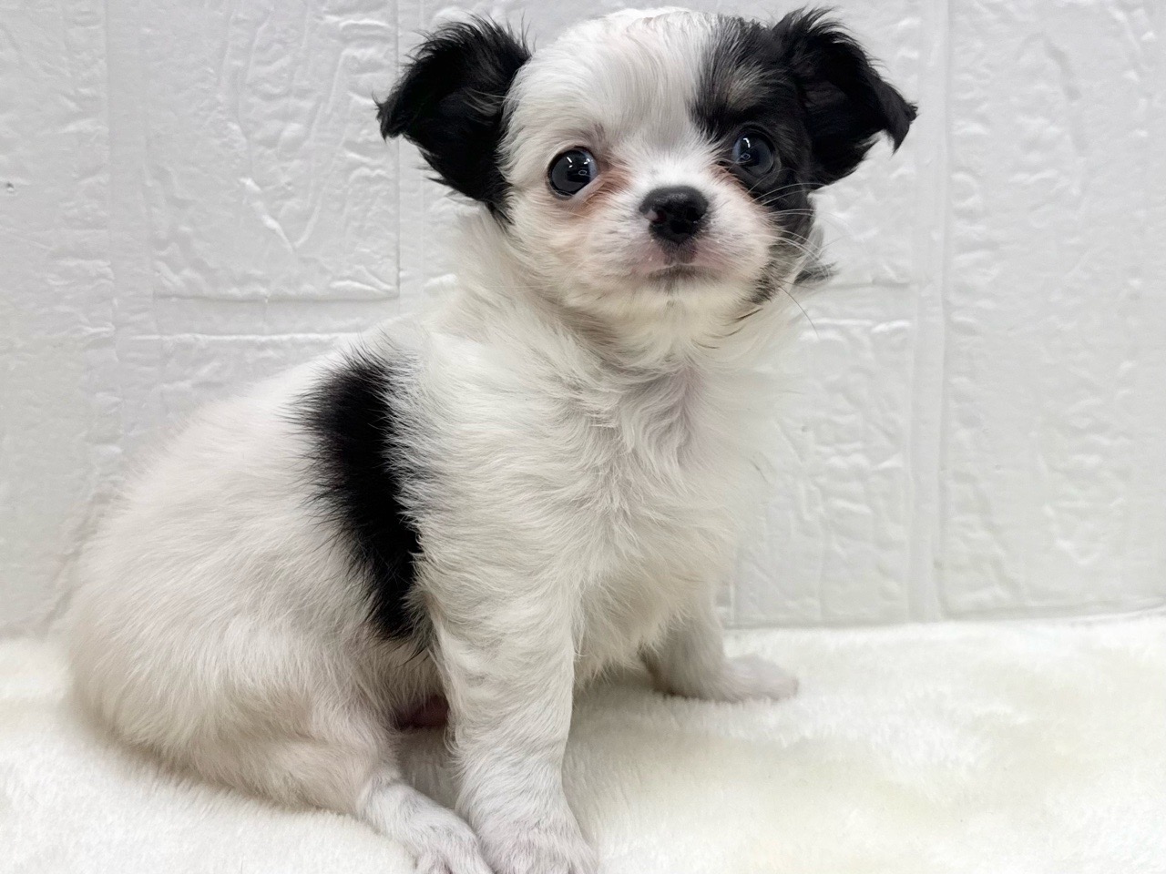 東京都のチワワ(ロング) (かねだい青梅店/2025年12月16日生まれ/男の子/ホワイトブラックタン)の子犬の4枚目の画像