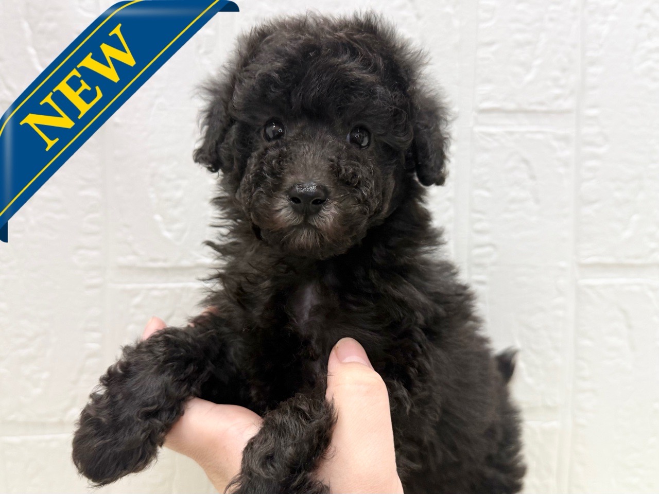 東京都のトイプードル(トイ) (かねだい青梅店/2025年12月9日生まれ/女の子/シルバー)の子犬の1枚目の画像