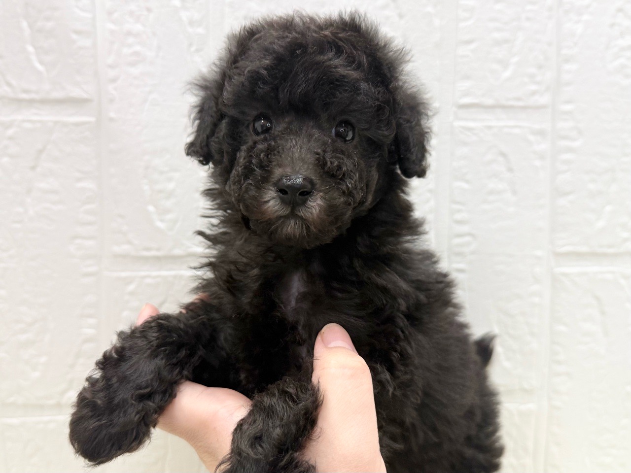 東京都のトイプードル(トイ) (かねだい青梅店/2025年12月9日生まれ/女の子/シルバー)の子犬の2枚目の画像