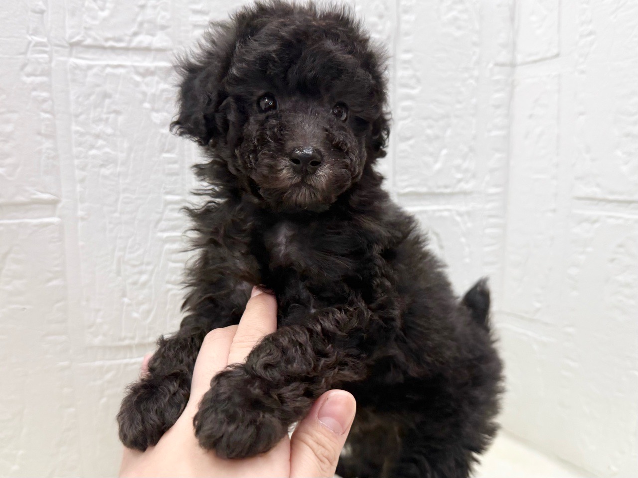 東京都のトイプードル(トイ) (かねだい青梅店/2025年12月9日生まれ/女の子/シルバー)の子犬の3枚目の画像