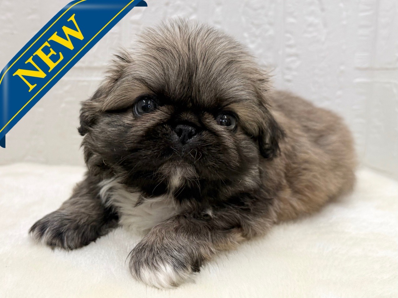 東京都のペキニーズ (かねだい青梅店/2025年12月15日生まれ/男の子/フォーン)の子犬の1枚目の画像