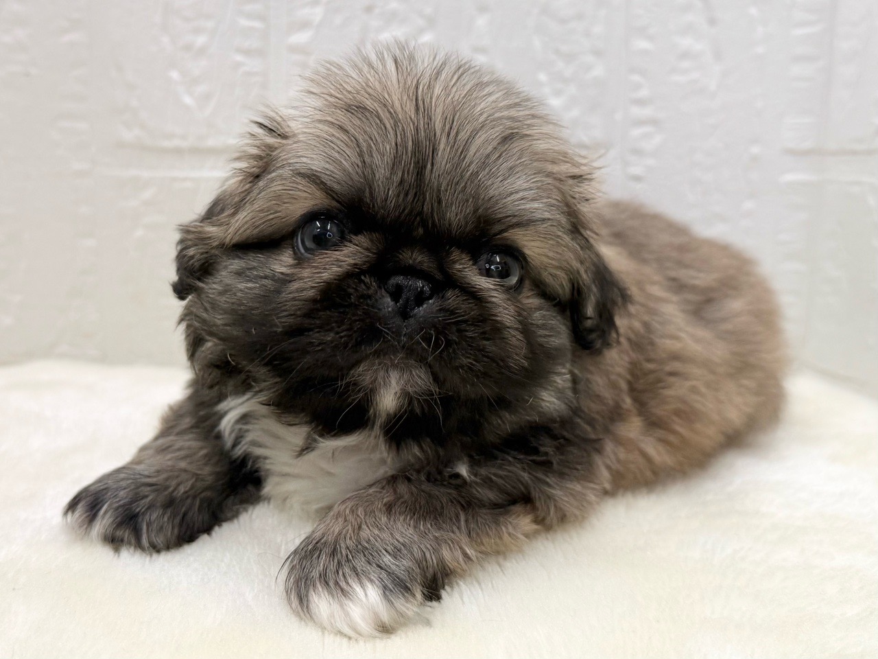 東京都のペキニーズ (かねだい青梅店/2025年12月15日生まれ/男の子/フォーン)の子犬の2枚目の画像