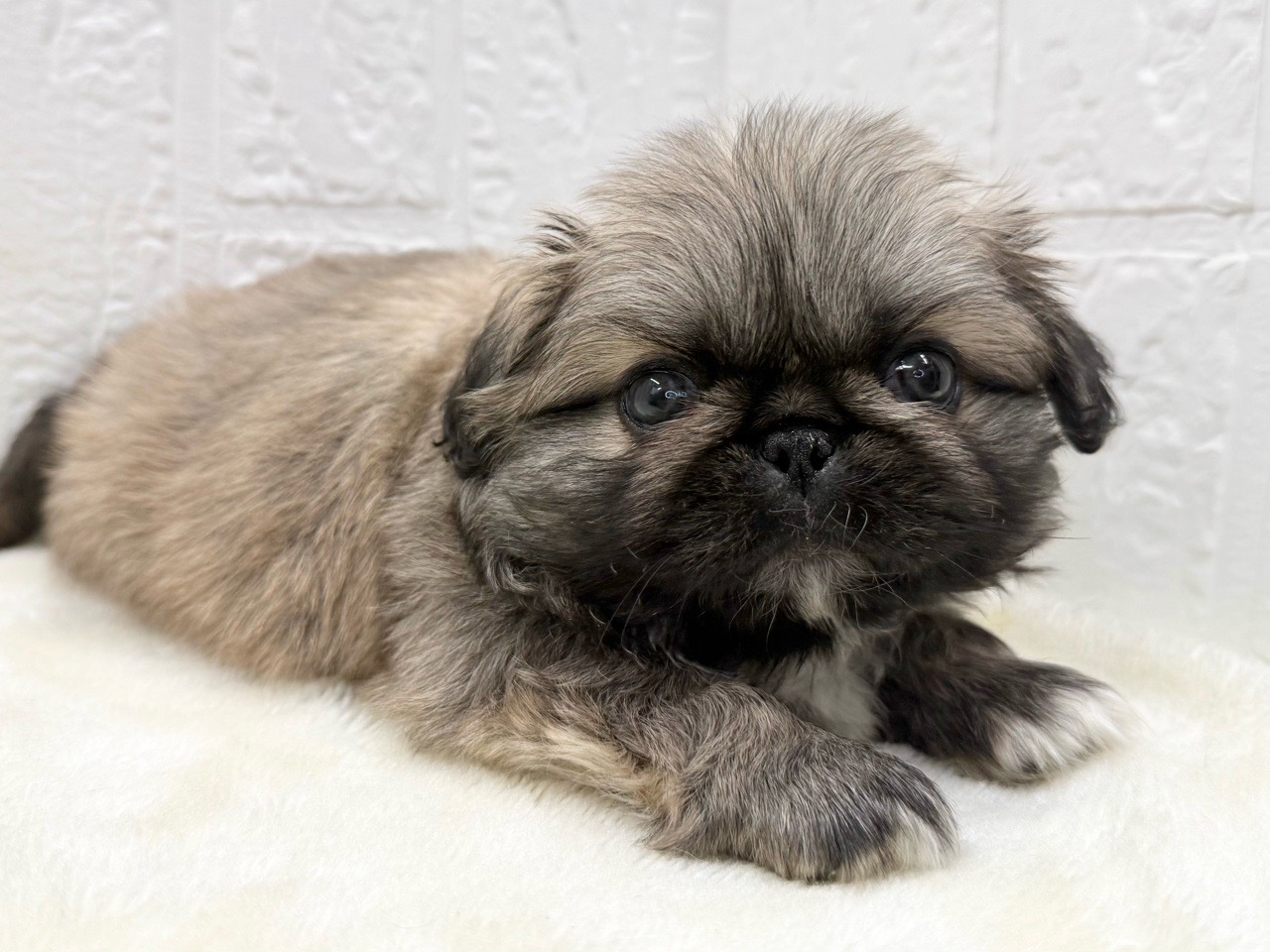 東京都のペキニーズ (かねだい青梅店/2025年12月15日生まれ/男の子/フォーン)の子犬の3枚目の画像