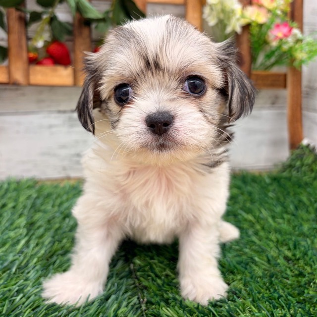 埼玉県のハーフ犬・ミックス犬 (かねだい所沢店/2025年12月14日生まれ/女の子/ホワイトフォーン)の子犬の1枚目の画像