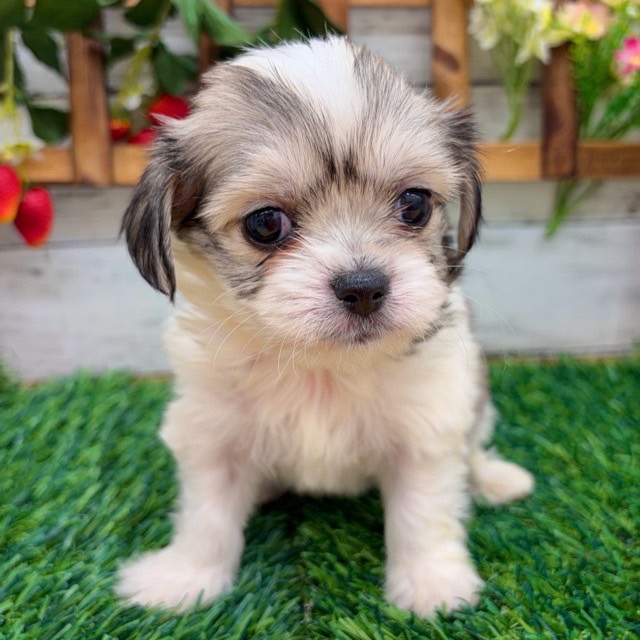 埼玉県のハーフ犬・ミックス犬 (かねだい所沢店/2025年12月14日生まれ/女の子/ホワイトフォーン)の子犬の2枚目の画像