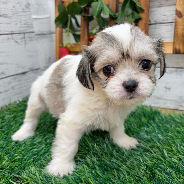 埼玉県のハーフ犬・ミックス犬 (かねだい所沢店/2025年12月14日生まれ/女の子/ホワイトフォーン)の子犬の3枚目の画像