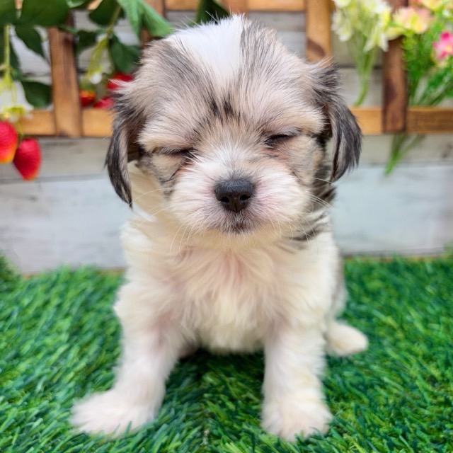 埼玉県のハーフ犬・ミックス犬 (かねだい所沢店/2025年12月14日生まれ/女の子/ホワイトフォーン)の子犬の4枚目の画像