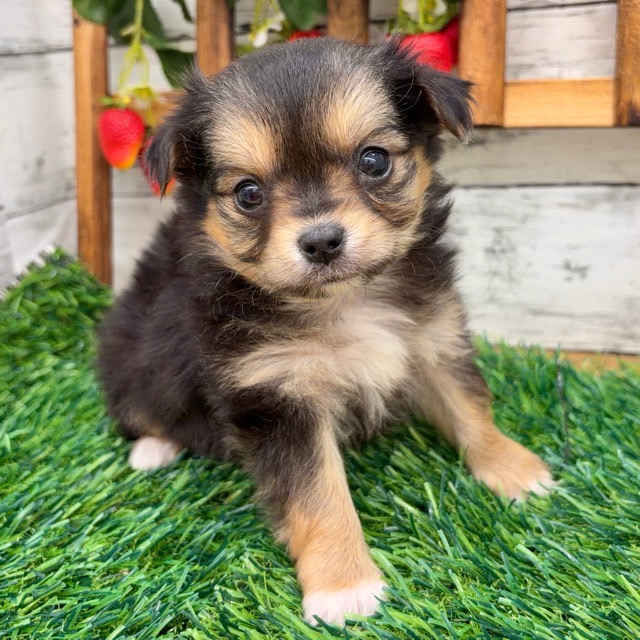 埼玉県のチワマル/マルチワ(チワワ×マルチーズ) (かねだい所沢店/2025年12月13日生まれ/男の子/ブラックタン)の子犬の1枚目の画像