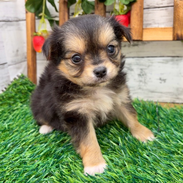 埼玉県のチワマル/マルチワ(チワワ×マルチーズ) (かねだい所沢店/2025年12月13日生まれ/男の子/ブラックタン)の子犬の3枚目の画像