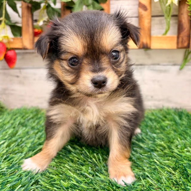 埼玉県のチワマル/マルチワ(チワワ×マルチーズ) (かねだい所沢店/2025年12月13日生まれ/男の子/ブラックタン)の子犬の4枚目の画像