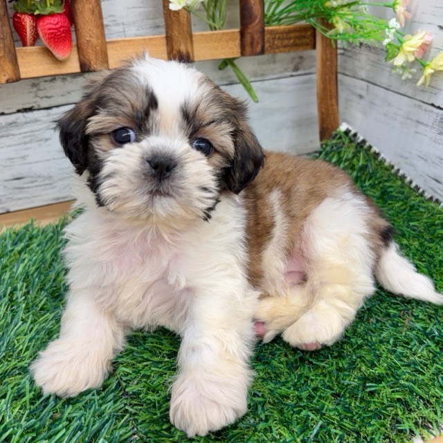 埼玉県のシーズー (かねだい所沢店/2025年12月15日生まれ/男の子/ホワイトゴールド)の子犬の1枚目の画像