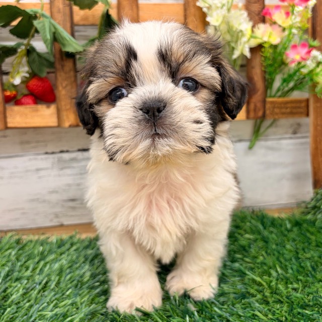 埼玉県のシーズー (かねだい所沢店/2025年12月15日生まれ/男の子/ホワイトゴールド)の子犬の3枚目の画像