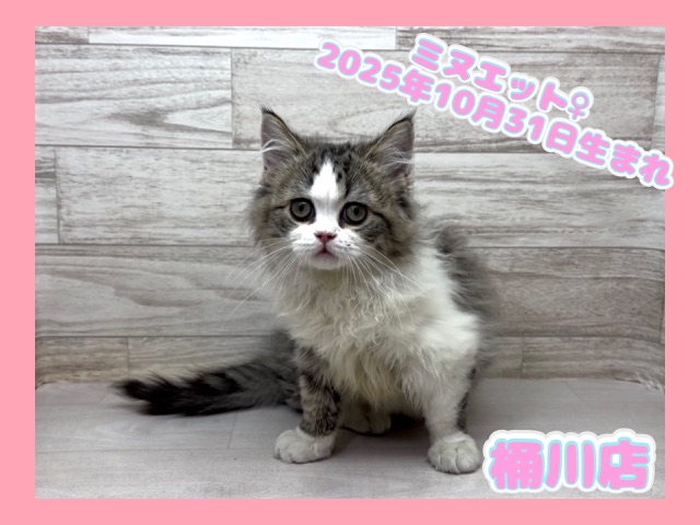 埼玉県のミヌエット (かねだい桶川店/2025年10月31日生まれ/女の子/ブラウンタビーホワイト)の子猫