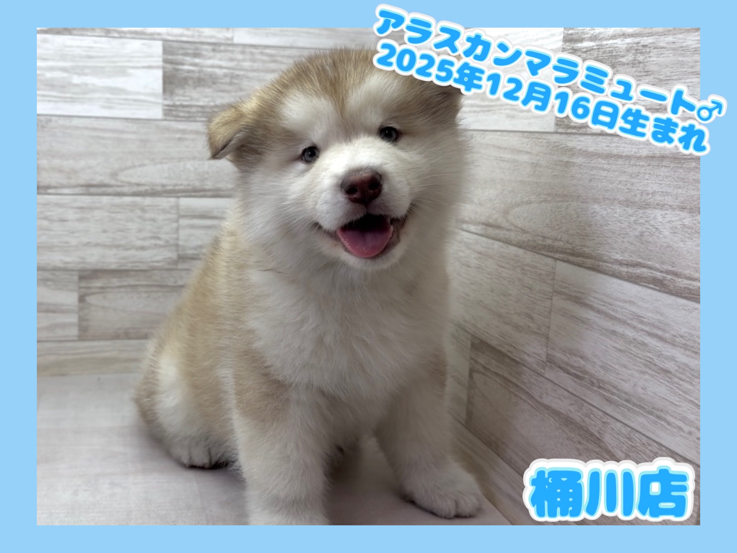 埼玉県のアラスカンマラミュート (かねだい桶川店/2025年12月16日生まれ/男の子/レッドホワイト)の子犬