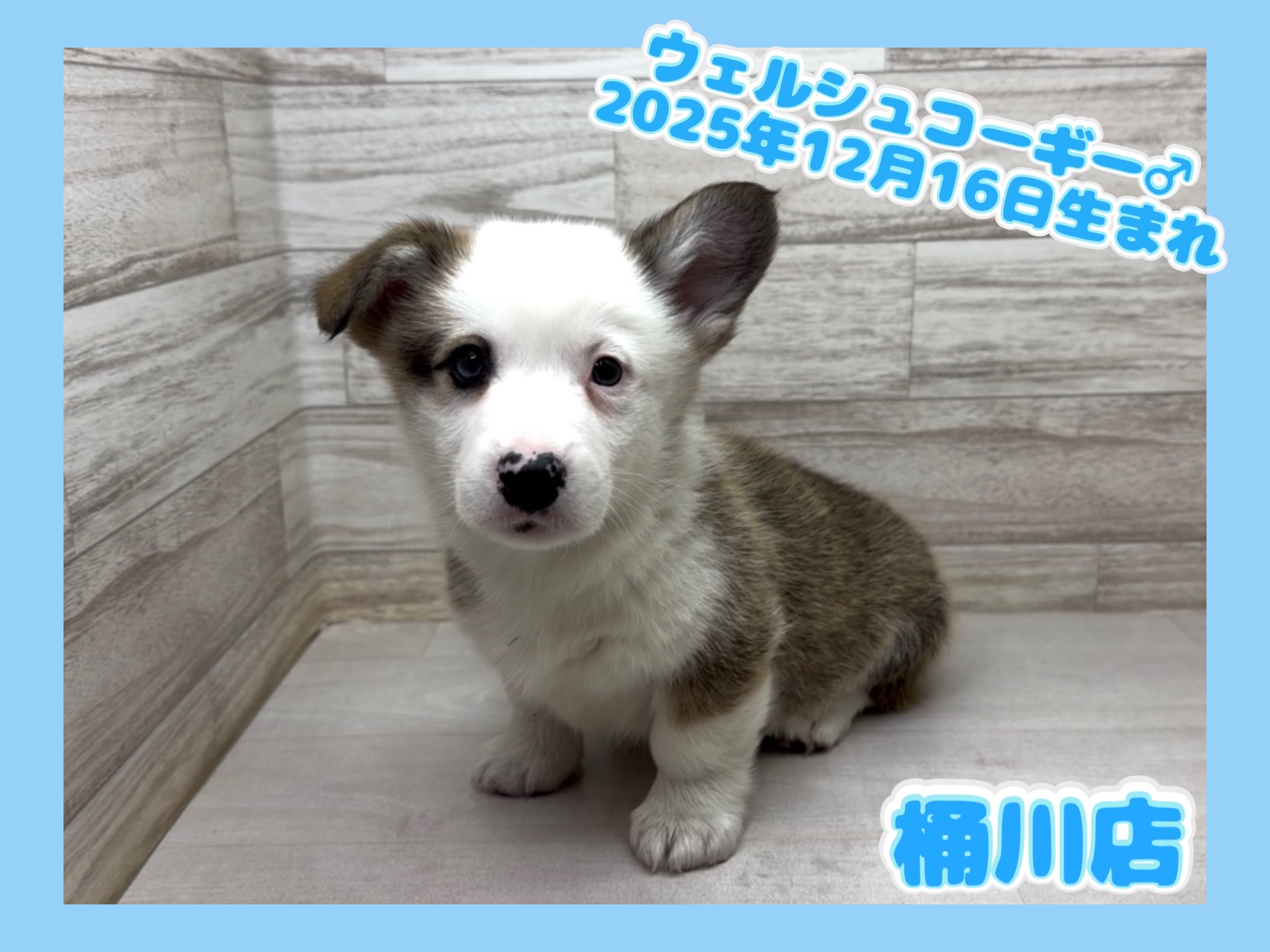 埼玉県のウェルシュコーギーペンブローク (かねだい桶川店/2025年12月16日生まれ/男の子/セーブルホワイト)の子犬