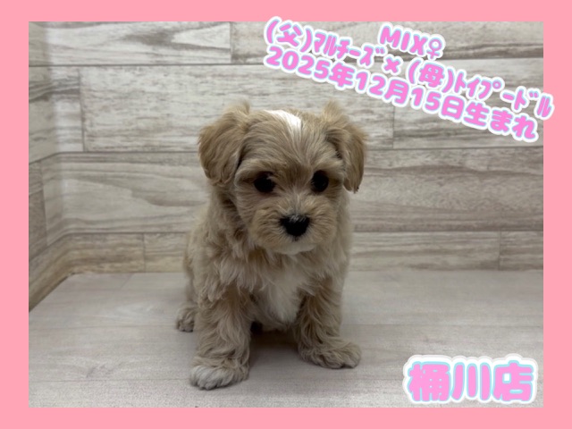 埼玉県のマルプー(マルチーズ×プードル) (かねだい桶川店/2025年12月15日生まれ/女の子/クリーム)の子犬