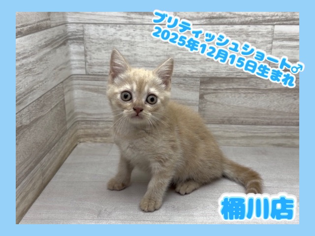 埼玉県のブリティッシュショートヘアー (かねだい桶川店/2025年12月15日生まれ/男の子/クリーム)の子猫