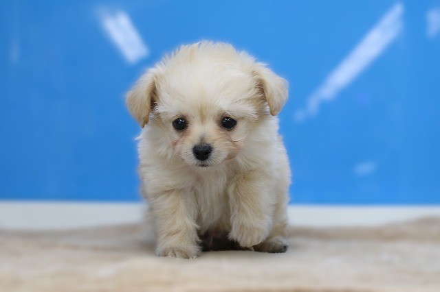 埼玉県のチワプー/プーチー(チワワ×プードル) (かねだい草加店/2025年12月14日生まれ/男の子/アプリコット)の子犬の1枚目の画像