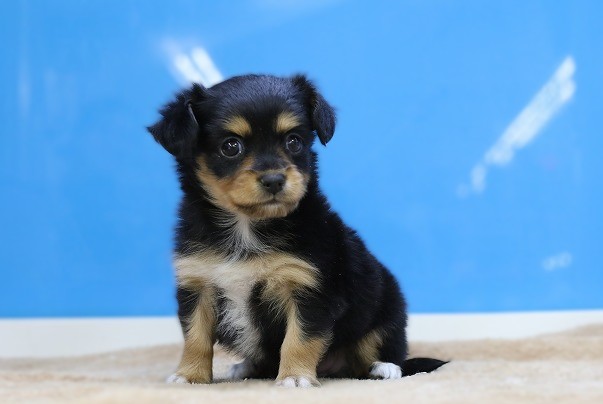 埼玉県のチワックス(チワワ×ダックス) (かねだい草加店/2025年12月16日生まれ/男の子/ブラックタン)の子犬の1枚目の画像