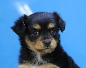 埼玉県のチワックス(チワワ×ダックス) (かねだい草加店/2025年12月16日生まれ/男の子/ブラックタン)の子犬の2枚目の画像