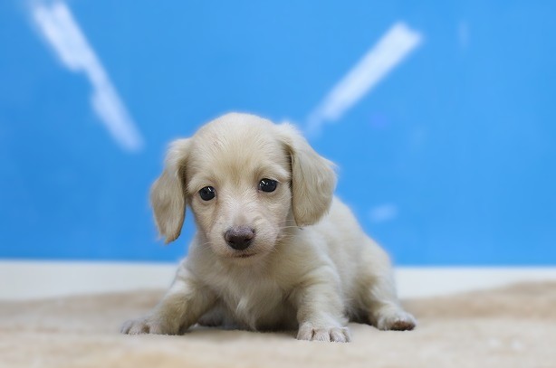 埼玉県のミニチュアダックスフンド(ロング) (かねだい草加店/2025年12月16日生まれ/女の子/イエロー)の子犬の1枚目の画像