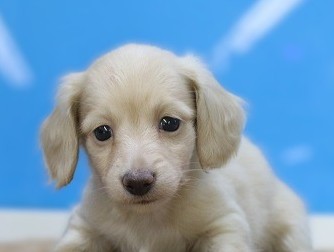 埼玉県のミニチュアダックスフンド(ロング) (かねだい草加店/2025年12月16日生まれ/女の子/イエロー)の子犬の2枚目の画像