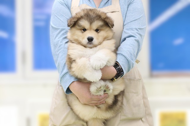 埼玉県のアラスカンマラミュート (かねだい草加店/2025年12月16日生まれ/男の子/セーブルホワイト)の子犬の1枚目の画像