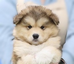 埼玉県のアラスカンマラミュート (かねだい草加店/2025年12月16日生まれ/男の子/セーブルホワイト)の子犬の2枚目の画像