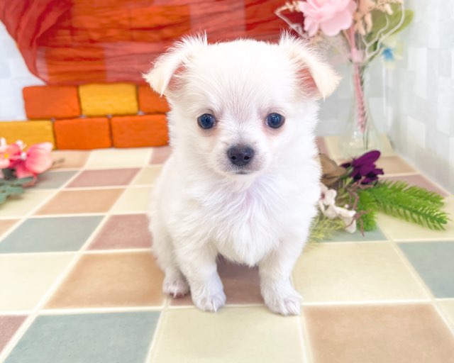 群馬県のチワワ(ロング) (かねだいペットトライアル前橋/2025年12月15日生まれ/男の子/クリーム)の子犬の1枚目の画像