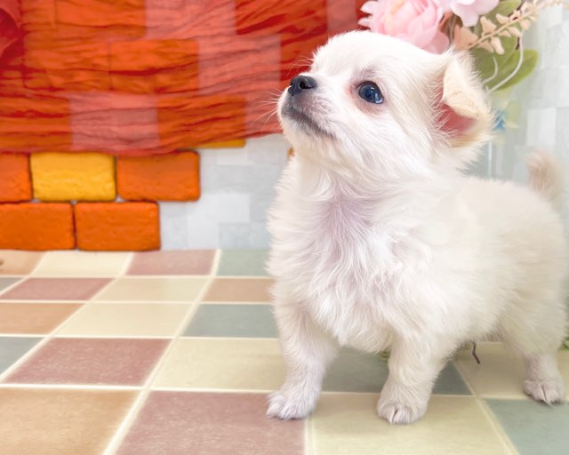 群馬県のチワワ(ロング) (かねだいペットトライアル前橋/2025年12月15日生まれ/男の子/クリーム)の子犬の4枚目の画像