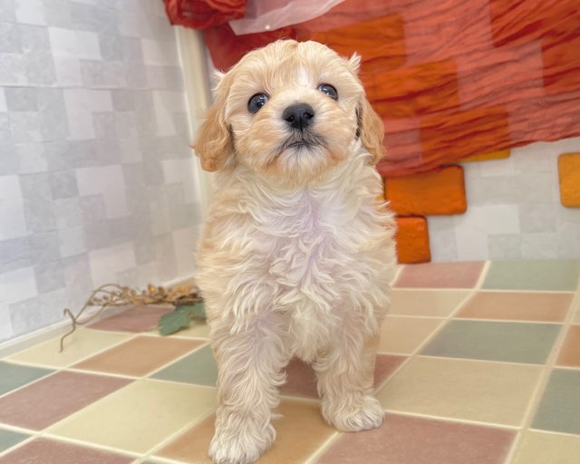 群馬県のマルプー(マルチーズ×プードル) (かねだいペットトライアル前橋/2025年12月14日生まれ/女の子/クリーム)の子犬の2枚目の画像