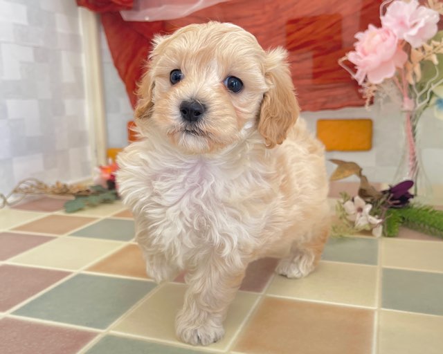 群馬県のマルプー(マルチーズ×プードル) (かねだいペットトライアル前橋/2025年12月14日生まれ/女の子/クリーム)の子犬の3枚目の画像