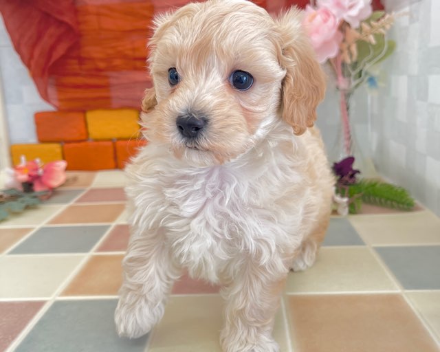 群馬県のマルプー(マルチーズ×プードル) (かねだいペットトライアル前橋/2025年12月14日生まれ/女の子/クリーム)の子犬の4枚目の画像