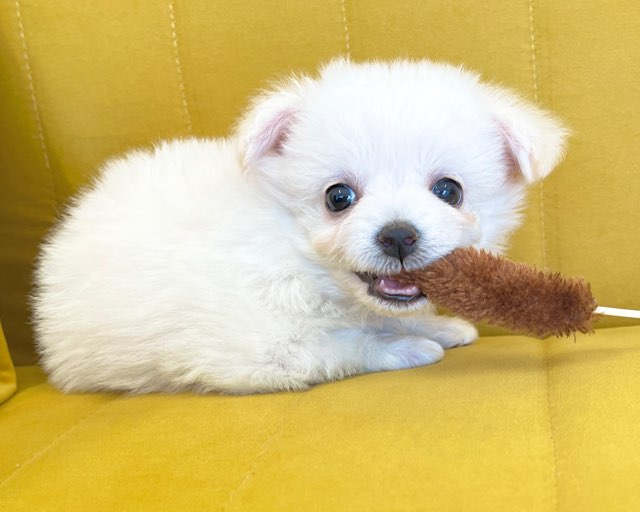 群馬県のチワビション (かねだいペットトライアル前橋/2025年12月8日生まれ/男の子/ホワイト)の子犬の2枚目の画像